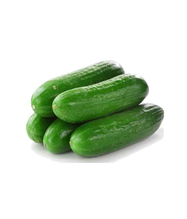 מלפפון חממה מובחר